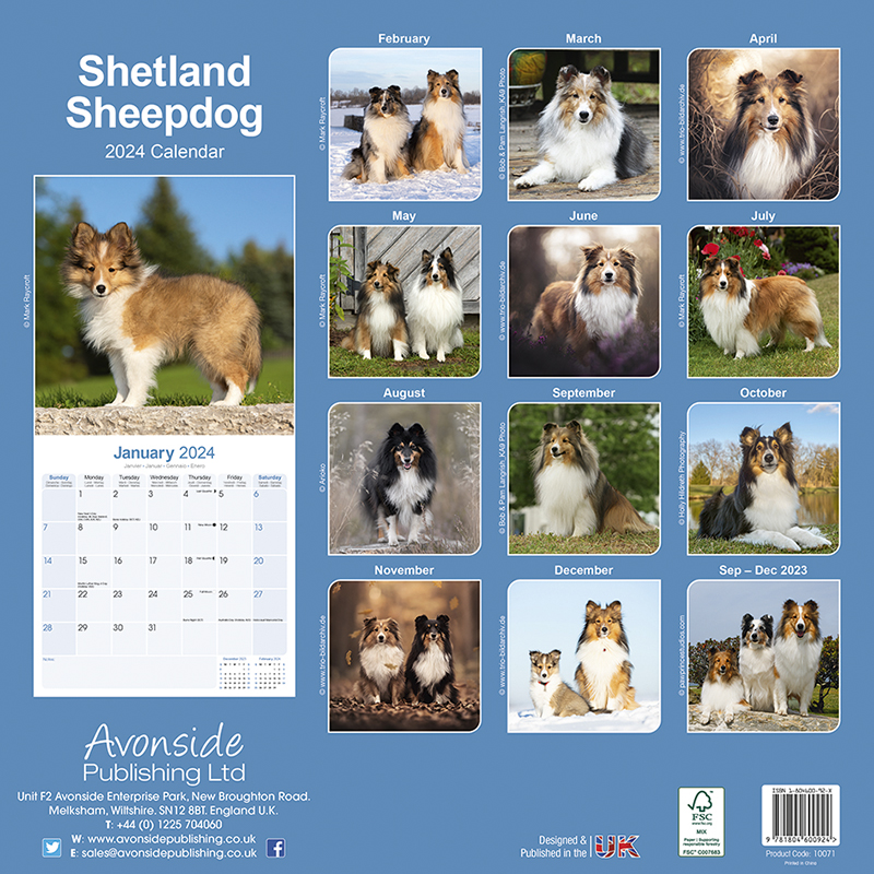 Shetland Sheepdog Calendar 2024 (Square) Dogs Naturally